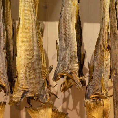 Traditional drying cod, Lofoten Islands, Norway. large dried pieces of fish fillet with skin hang on a wooden background. traditional food in Norway